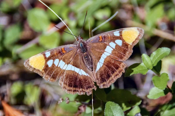 California Sister Papillon Perché Sur Une Plante Comté San Mateo — Photo