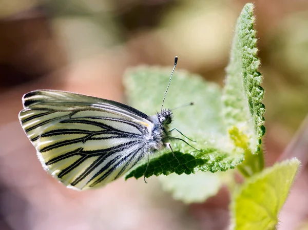葉縁が白 ピエリス リンゴリス の蝶が花から蜜を飲む 米国カリフォルニア州サンマテオ郡 — ストック写真