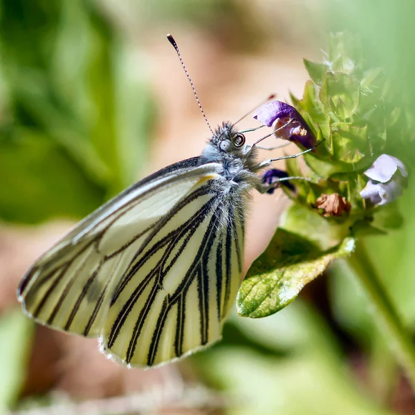 花から蜜を飲む白地 ピエリス リンゴリス に縁があります 米国カリフォルニア州サンマテオ郡 — ストック写真