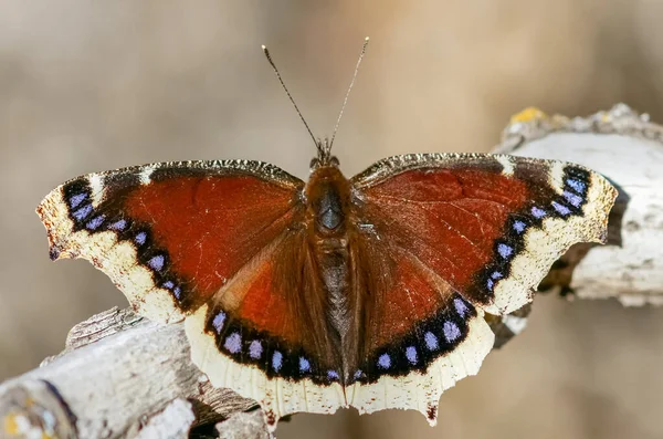 Trauermantel Nymphalis Antiopa Schmetterling Sonnt Sich Santa Clara County Kalifornien — Stockfoto
