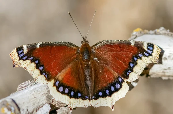 Manto Manto Nymphalis Antiopa Borboleta Basking Condado Santa Clara Califórnia — Fotografia de Stock