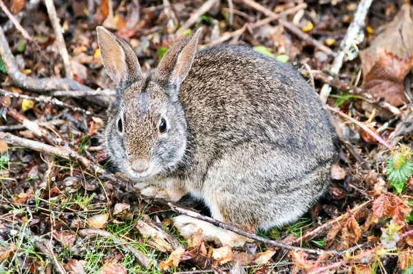 砂漠のコットンテールウサギ警告 米国カリフォルニア州サンマテオ郡 — ストック写真
