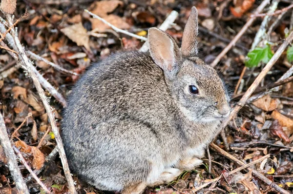 Desert Cottontail Rabbit on Alert. San Mateo County, California, USA.