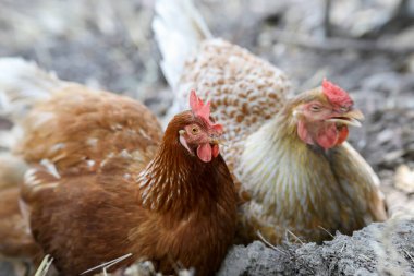 İki Tavuk Çamuru Banyo. Santa Cruz County, Kaliforniya, ABD.
