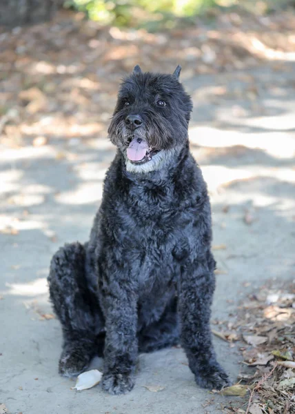 Bouvier Des Flandres Yetişkin Kadın Yaşında Oturan Bouvier Köpeği — Stok fotoğraf