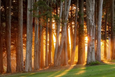 Okaliptüs ve monterey selvi ağaçlarının dramatik günbatımı. San Francisco, Kaliforniya Presidio 'su.