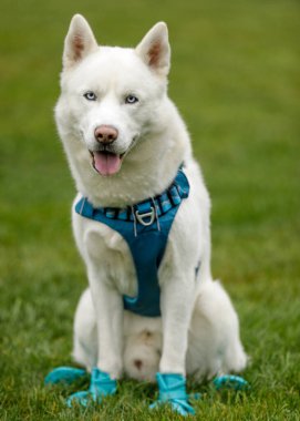 Pençe koruyucu ayakkabı giyen beyaz Sibirya Husky erkeği. Kuzey Kaliforniya 'da tasmasız köpek parkı.