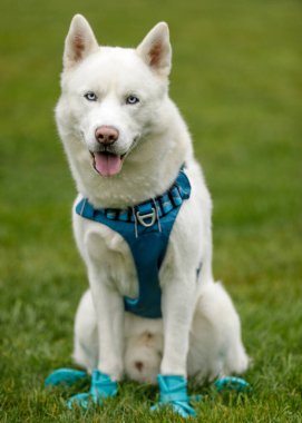 White Siberian Husky Male wearing paw-protective shoes. Off-leash dog park in Northern California. clipart