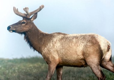 Tule Elk Buck at Tomales Point, Point Reyes National Seashore, Marin County, California, USA. clipart