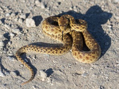 Pasifik Sincap Yılanı savunma pozisyonunda alt yetişkin. Sunnyvale Bay Trail, Santa Clara County, Kaliforniya, ABD.