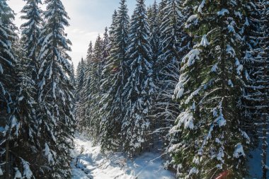 yukarıdan ve karla kaplı çam veya firs veya ruhları taraftan görüntüleyin. Kışın Bukovel ormanda. Kayak tesisi