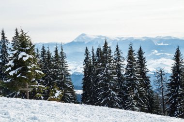 Bukovel kış. Karla kaplı dağ zirveleri. Ukrayna Carpathians.Mount Hoverla.