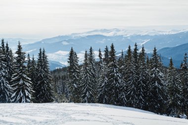 Bukovel kış. Karla kaplı dağ zirveleri. Ukraynalı Karpatlar.