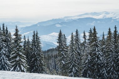 Bukovel kış. Karla kaplı dağ zirveleri. Ukraynalı Karpatlar.