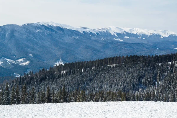 Bukovel kış. Karla kaplı dağ zirveleri. Ukraynalı Karpatlar.