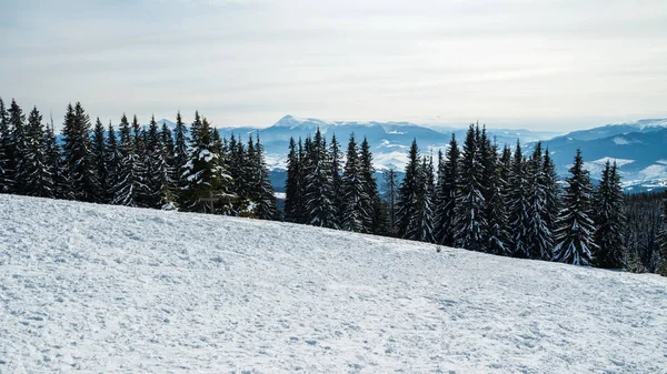 Bukovel kış. Karla kaplı dağ zirveleri. Ukrayna Carpathians.Mount Hoverla.
