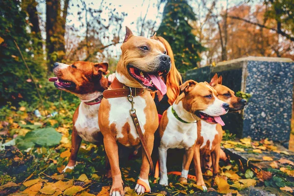 Vier Staffordshire Terrier Familie Mit Vier Hunden Sitzt Herbst Der — Stockfoto