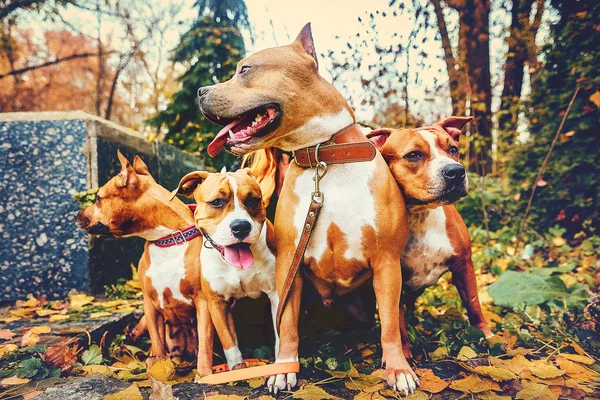 four staffordshire terriers. Family of four dogs sitting in nature in autumn.