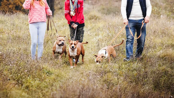 family of tribe man walking on nature on the habits of the breeds of dogs Staffordshire terrier.three dogs for a walk