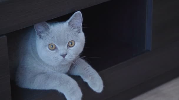 Gatinho Com Grandes Olhos Laranja Deitado Superfície Madeira Escura Olhar — Vídeo de Stock