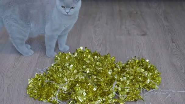 Katze Spielt Mit Weihnachtsgirlanden Und Lametta Britische Kätzchen Feiern Weihnachten — Stockvideo
