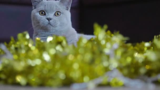 Kat Spelen Met Kerstmis Garland Bladgoud Britse Kitten Vieren Kerstmis — Stockvideo