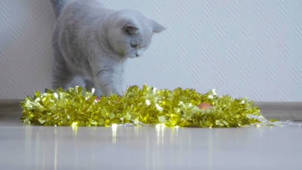 Katt Leker Med Christmas Garland Och Glitter Brittiska Kattunge Fira — Stockvideo