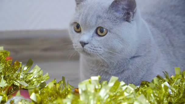 Katt Leker Med Christmas Garland Och Glitter Brittiska Kattunge Fira — Stockvideo