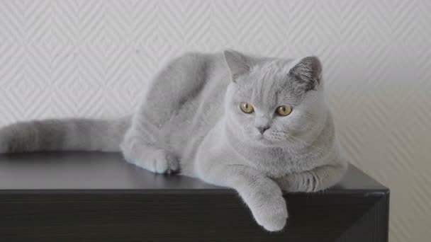 Kätzchen mit großen orangefarbenen Augen auf dunkler Holzoberfläche schauen in die Kamera und lauschen den Geräuschen. britische Katze. 