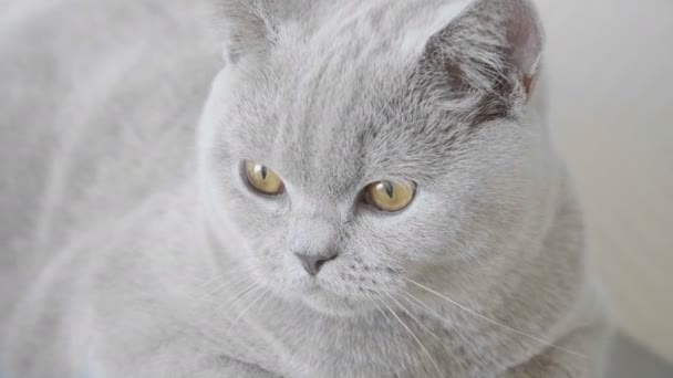 Zbliżenie Kotek Duże Pomarańczowe Oczy Wyglądają Cam Słucha Dźwięków Kot — Wideo stockowe