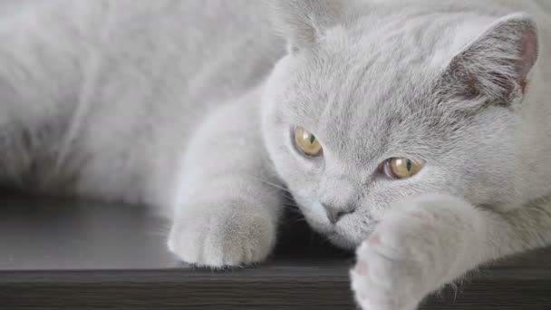 Primer Plano Del Gatito Con Los Ojos Grandes Anaranjados Tratan — Vídeos de Stock