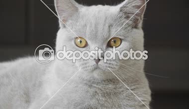 İri turuncu gözlü yavru kedi Close-up cam içinde bakmak ve sesleri dinler. İngiliz kedi. 