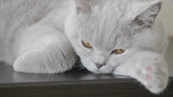 Gros Plan Chaton Avec Grands Yeux Orange Essayer Dormir Écoute — Video