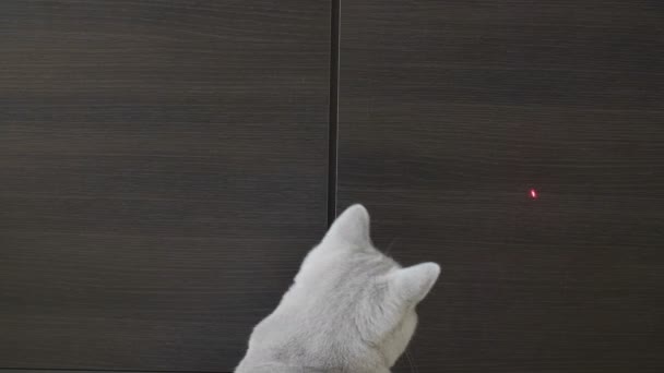 Кот Играющий Красной Точкой Крупный План Деревянный Фон — стоковое видео