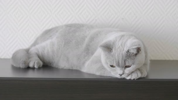 Gatito Con Grandes Ojos Anaranjados Acostado Superficie Madera Oscura Mirar — Vídeos de Stock