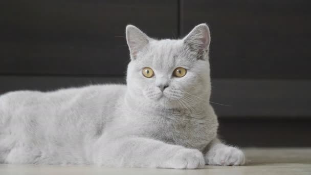 大橙色眼睛的小猫看在凸轮和听的声音 英国猫 — 图库视频影像