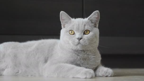 大橙色眼睛的小猫看在凸轮和听的声音 英国猫 — 图库视频影像