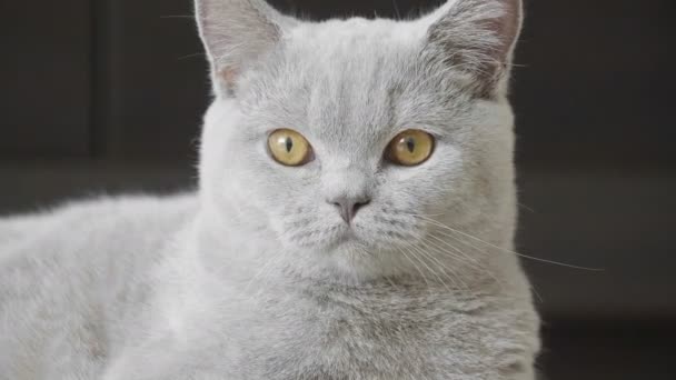 Gros Plan Chaton Avec Grands Yeux Orange Regarde Dans Caméra — Video