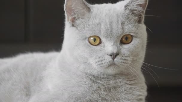 特写小猫与大橙色的眼睛看在凸轮和听的声音 英国猫 — 图库视频影像