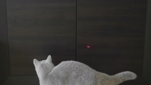 Gatto Britannico Che Gioca Con Red Dot Fondo Legno — Video Stock