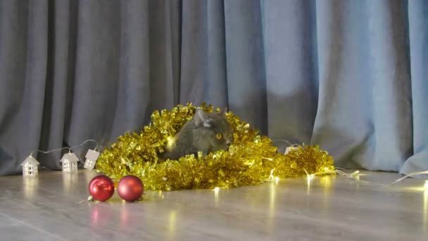 猫坐在圣诞节花环和金属箔和舔 圣诞节猫的动物肖像 英国猫庆祝圣诞节和新年 圣诞节和新年装饰 — 图库视频影像