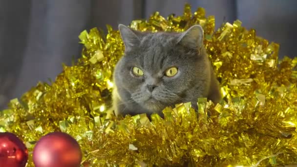 特写猫坐在圣诞节花环和金属丝看凸轮和尝试睡觉 圣诞节猫的动物肖像特写 英国猫庆祝圣诞节和新年 — 图库视频影像