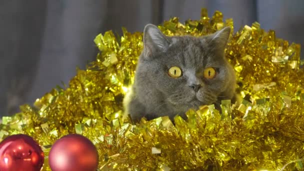 特写猫坐在圣诞节花环和金属丝看起来滑稽和跑掉 圣诞节猫的动物肖像特写 英国猫庆祝圣诞节和新年 — 图库视频影像
