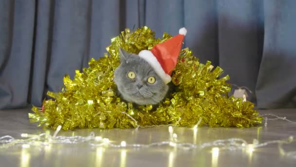 猫在红色圣诞帽子坐在圣诞节花环和金属箔和看起来滑稽 猫的动物肖像在红色的圣诞帽子 英国猫庆祝圣诞节和新年 — 图库视频影像