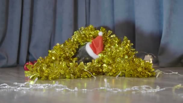 Γάτα Κόκκινο Καπέλο Χριστουγέννων Ανεβαίνει Στο Χριστουγεννιάτικη Γιρλάντα Και Φραουλιτσα — Αρχείο Βίντεο