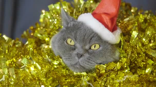 特写猫在红色圣诞帽子坐在圣诞节花环和金属丝看凸轮和尝试睡觉 特写猫的动物肖像在红色的圣诞帽子 英国猫庆祝圣诞节 — 图库视频影像