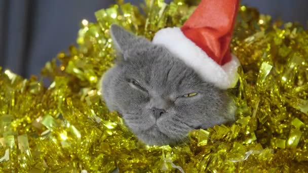 特写猫在红色圣诞帽子坐在圣诞节花环和金属丝看凸轮和尝试睡觉 特写猫的动物肖像在红色的圣诞帽子 英国猫庆祝圣诞节 — 图库视频影像