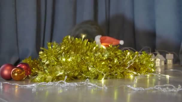 Кот Красной Рождественской Шляпе Забирается Рождественскую Гирлянду Мишуру Смотрит Камеру — стоковое видео