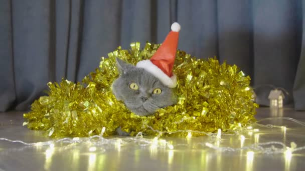 Cat Red Christmas Hat Sitting Christmas Garland Tinsel Look Cam — Stock Video