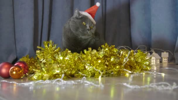 Katt Röd Jul Hatt Bor Nära Christmas Garland Och Glitter — Stockvideo